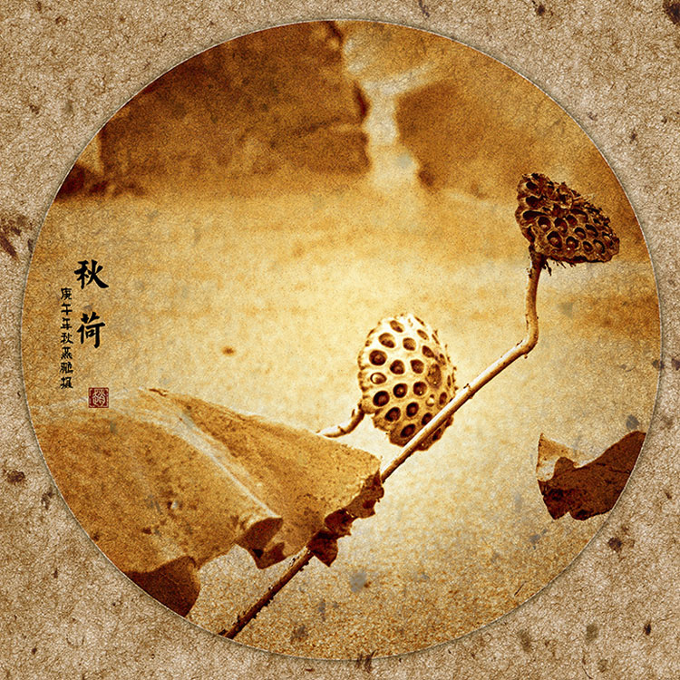 残荷2111.jpg