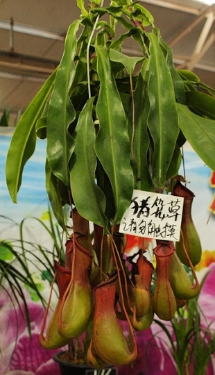 _A221132.jpg
