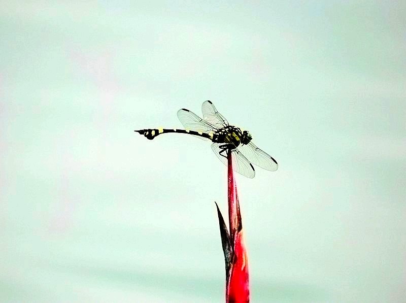 P1100912_conew3.jpg