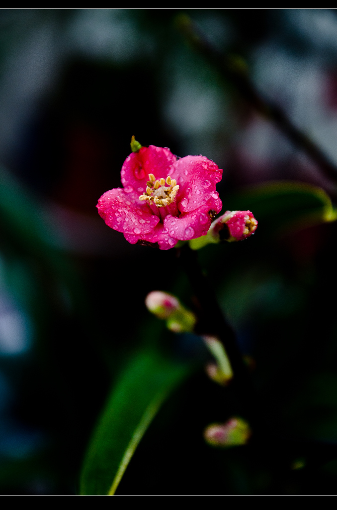 DSC_7288.jpg
