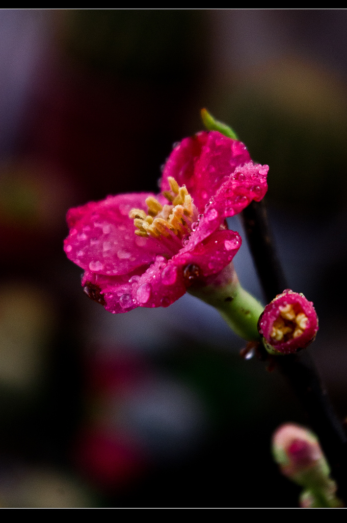 IMGP8829.jpg