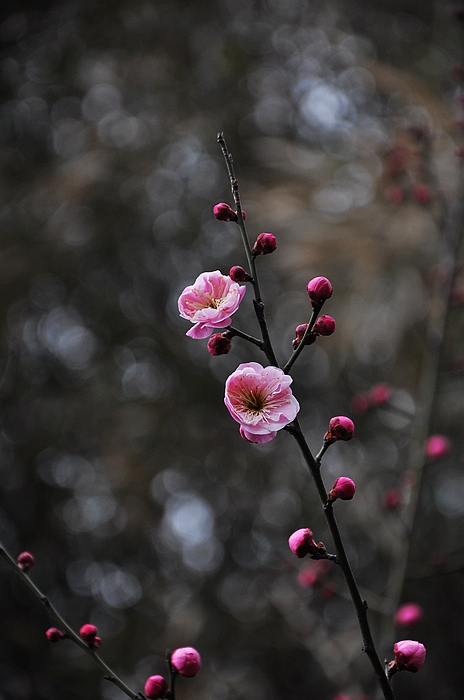 DSC_0053.jpg