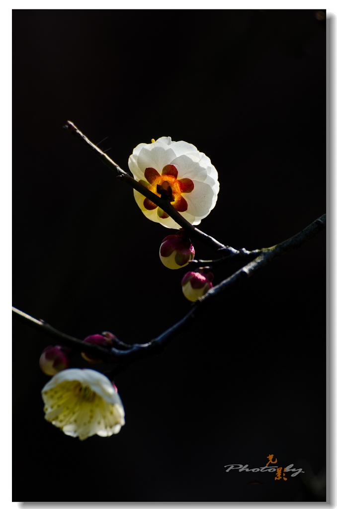 DSC_7690.jpg