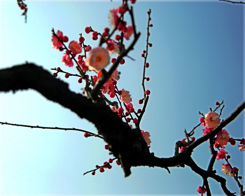 DSC_5576_conew1.jpg