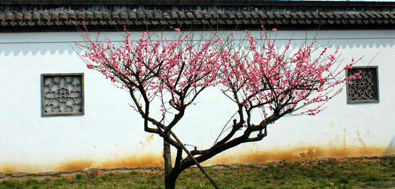 IMG_4781_副本_副本.jpg