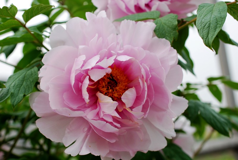 DSC_8365_conew1.JPG