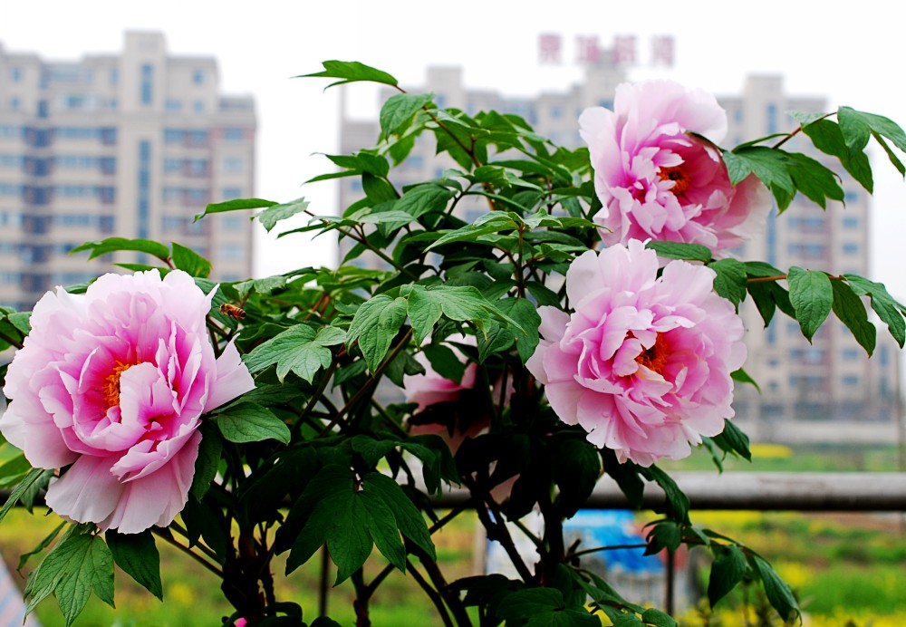 DSC_8367_conew1.JPG