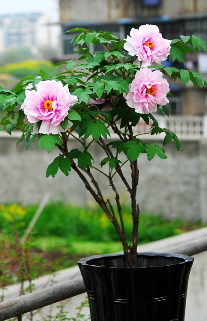 DSC_8452_conew1.JPG