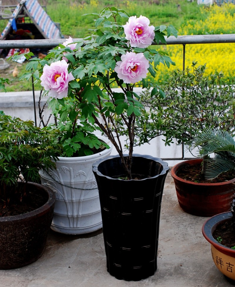 DSC_8400_conew2.JPG