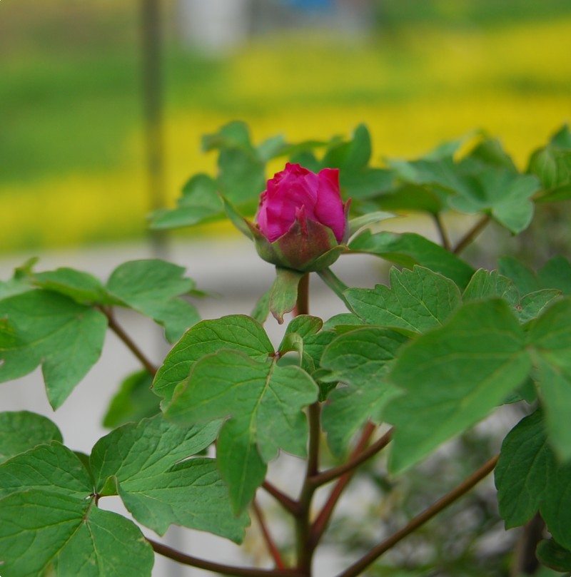 DSC_8447_conew5.JPG