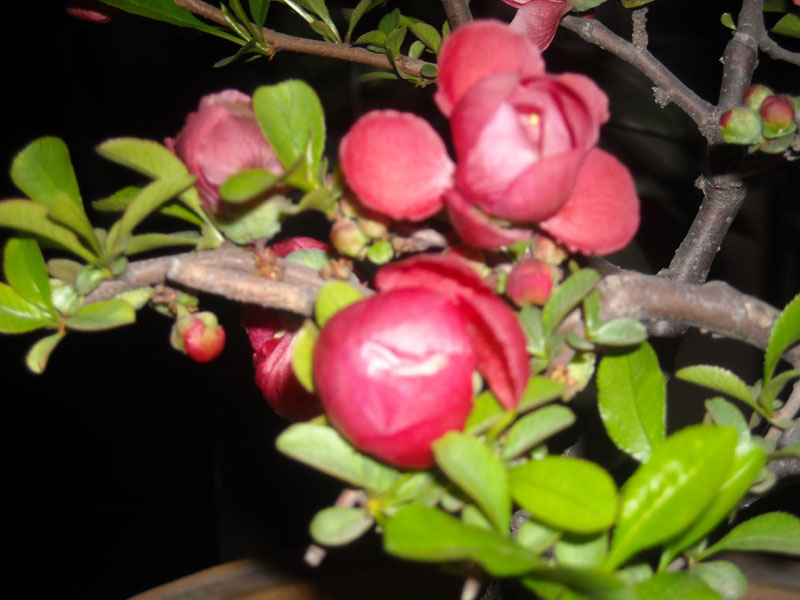 DSCN0010.JPG