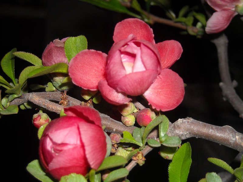 DSCN0007.JPG