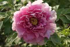 DSC07150_conew2.jpg