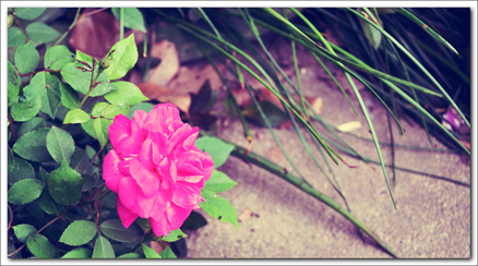 DSC_2356_ѹ_001.JPG