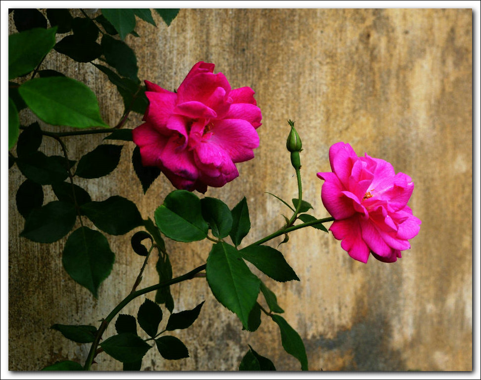 DSC_3236.JPG