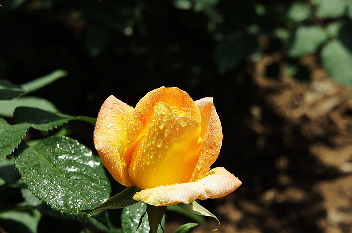 DSC04212.jpg