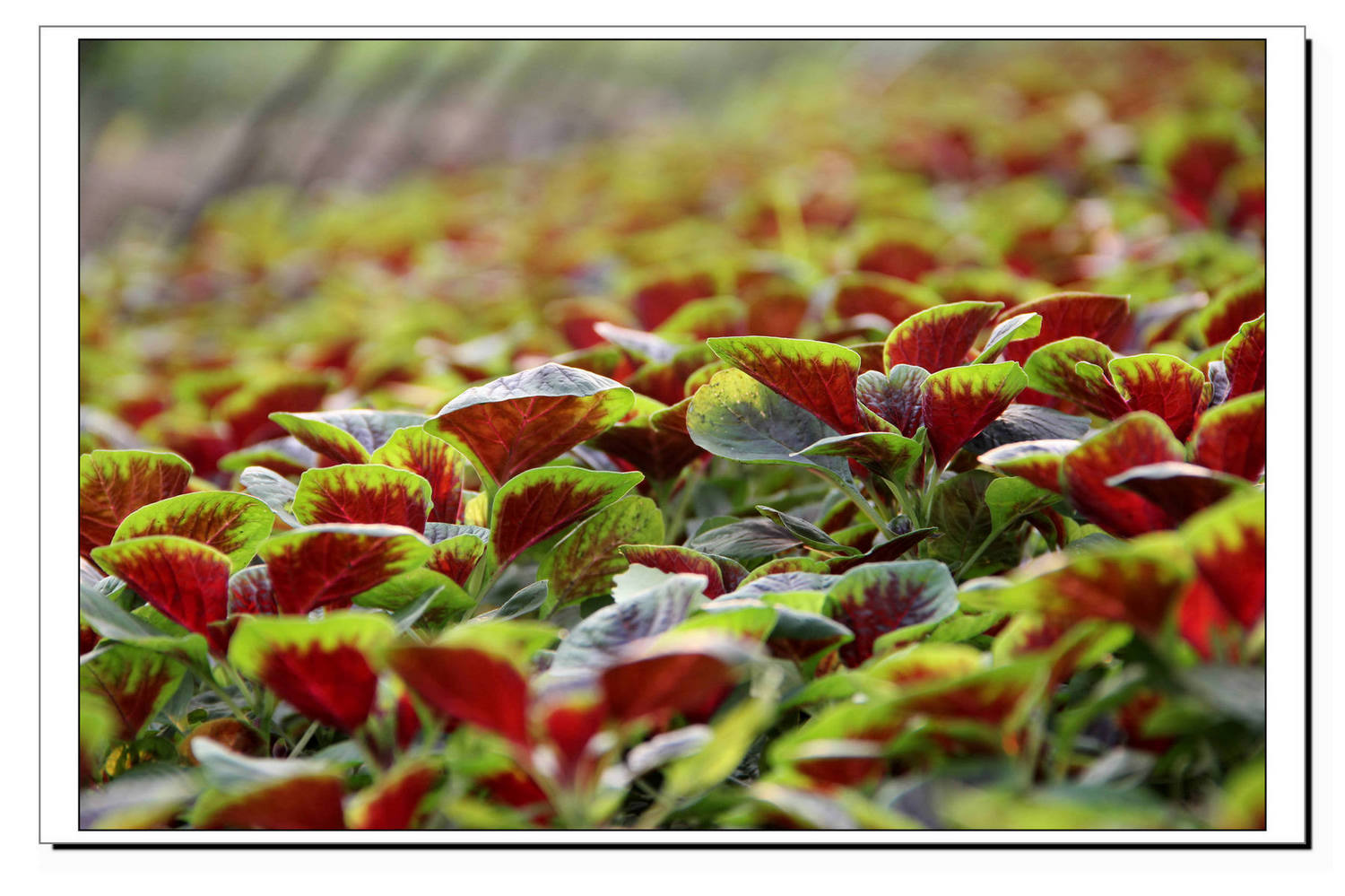 Ƭ 087.jpg