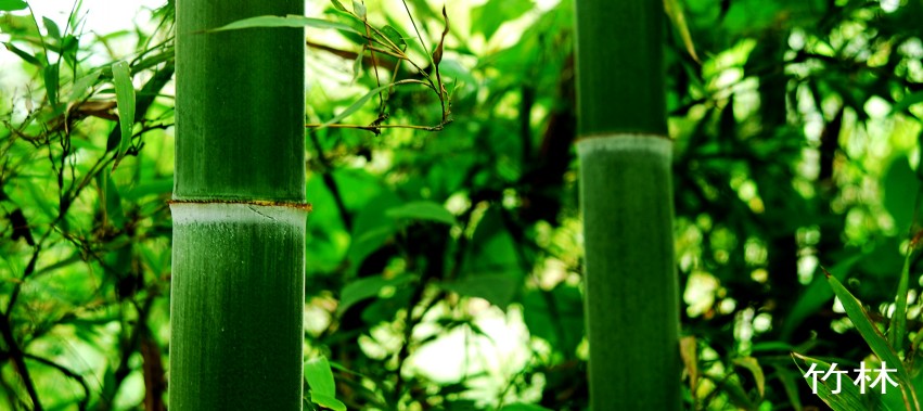DSC_1238_conew2.JPG