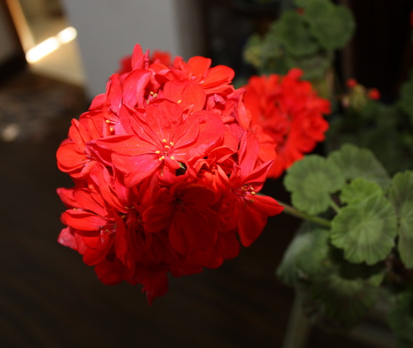 IMG_7438_1.jpg