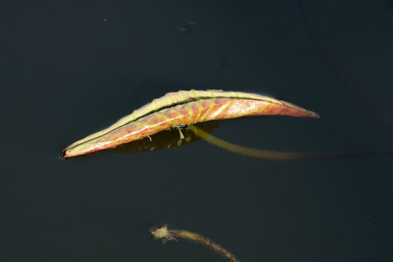 DSC07039.JPG