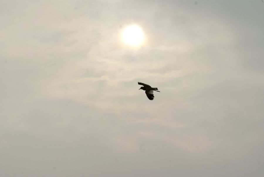 DSC07494.JPG