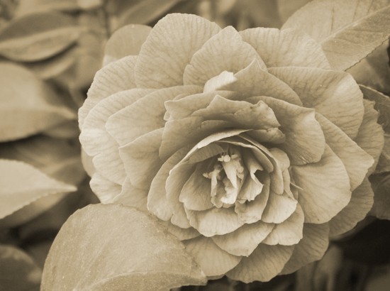 DSC05039_conew1.jpg