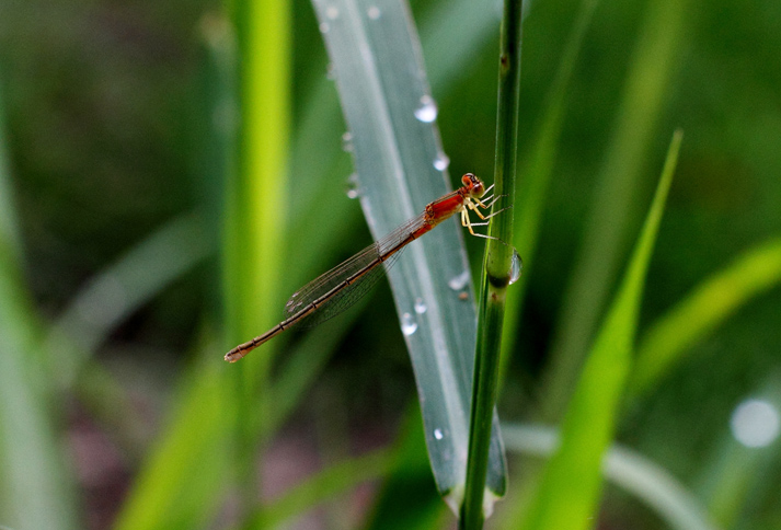 _MG_59700.jpg