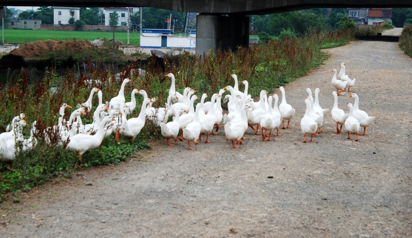 DSC_3952_conew1.JPG