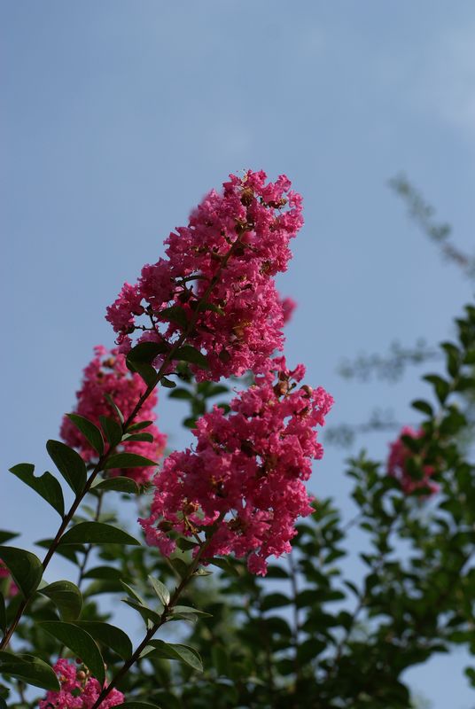 DSC08395.JPG