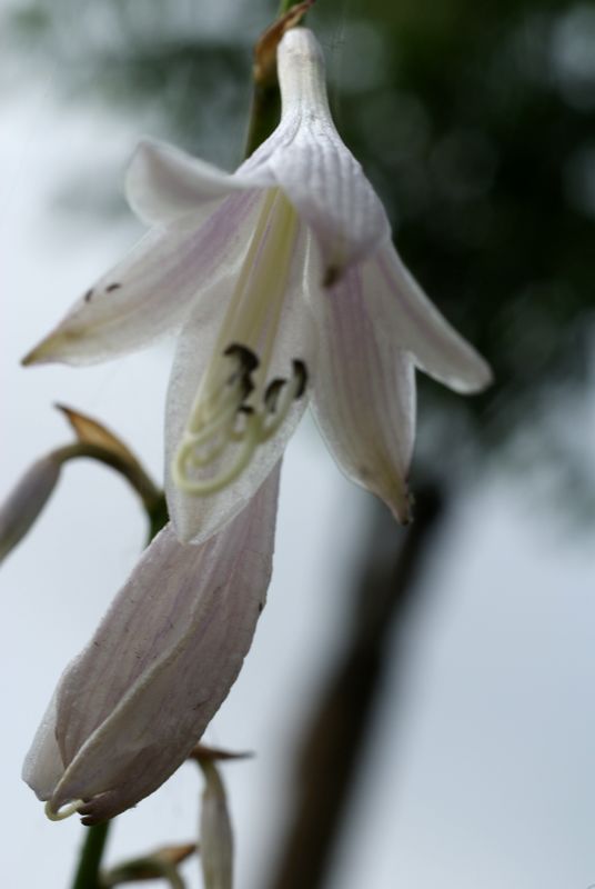 DSC08388.JPG