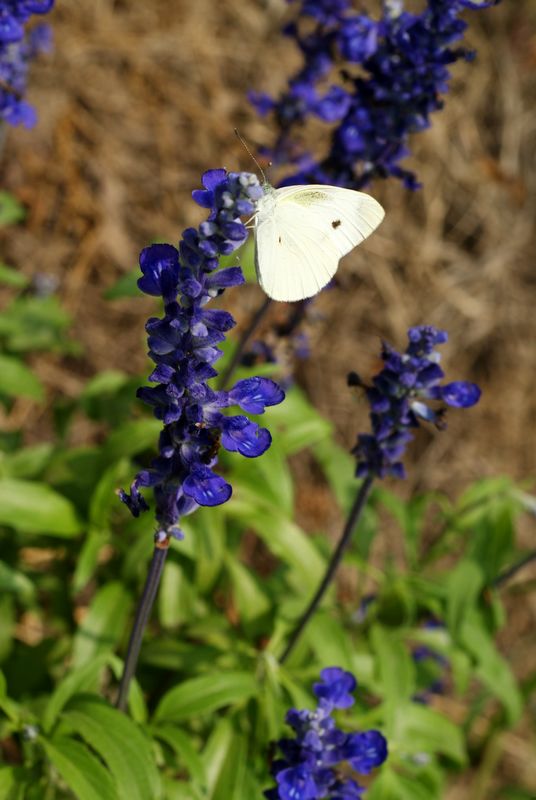 DSC08357.JPG