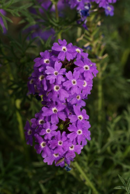DSC08409.JPG