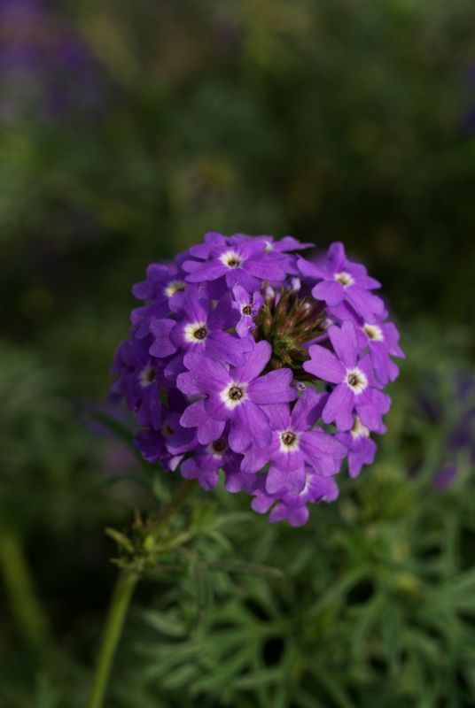 DSC08408.JPG