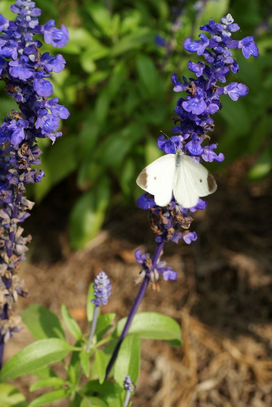 DSC08363.JPG