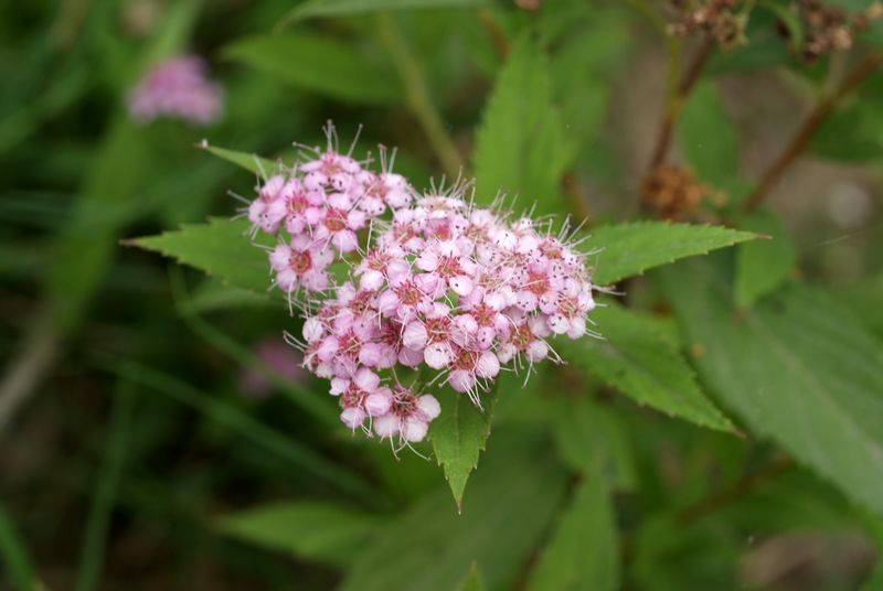 DSC08372.JPG