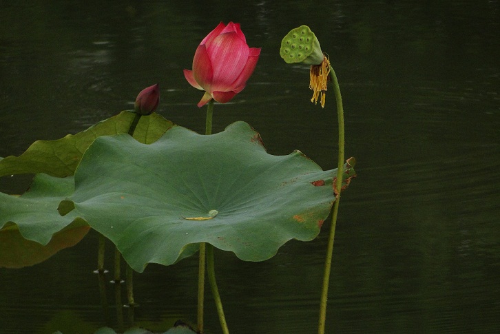 DSC09776.JPG