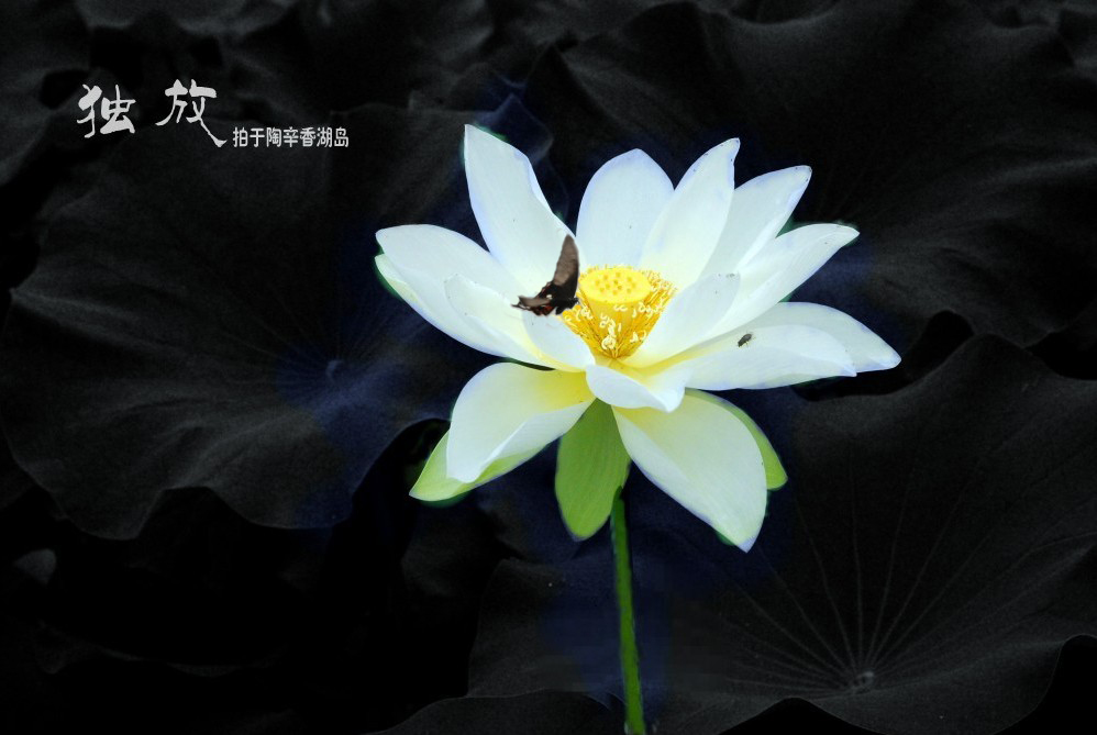  DSC_4919_conew4ykx.jpg