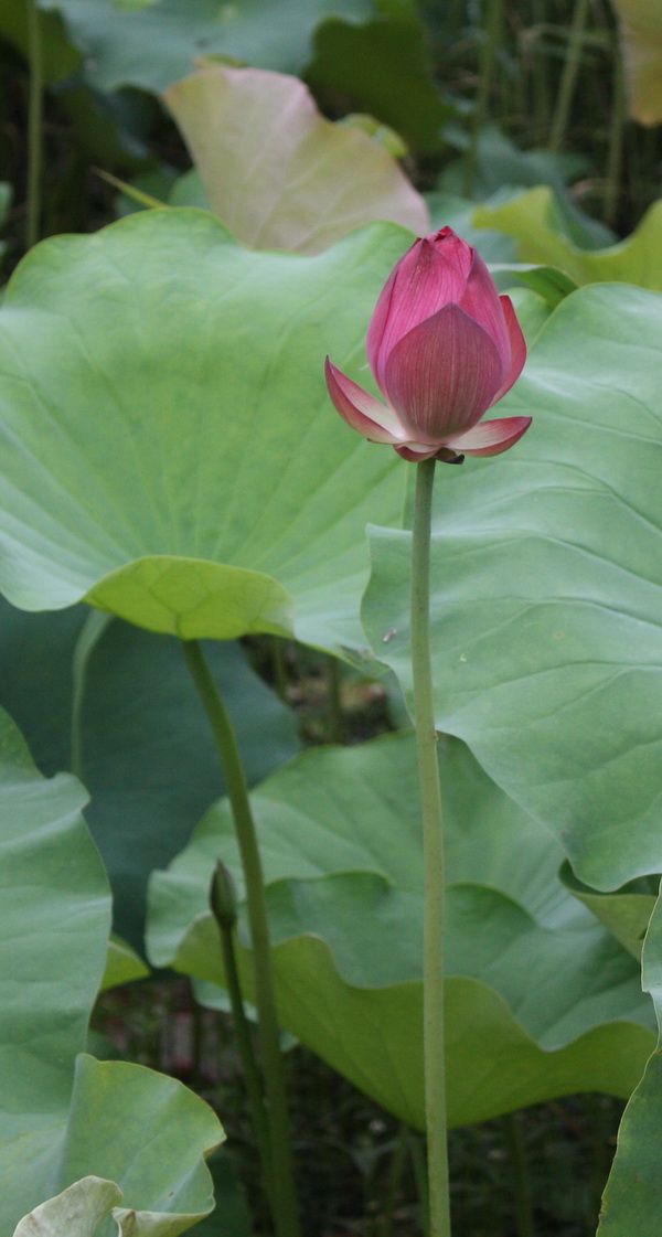 2012.4.17 128.jpg