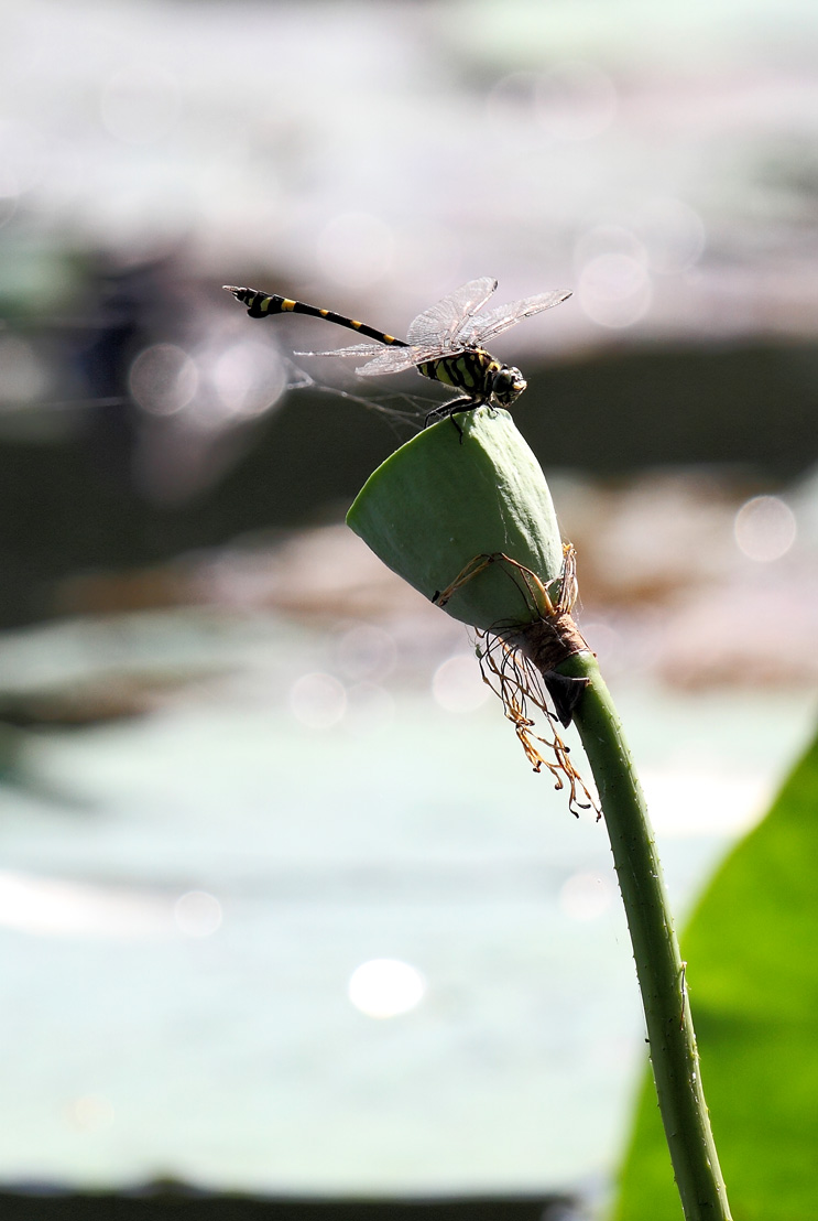 _MG_6088.JPG