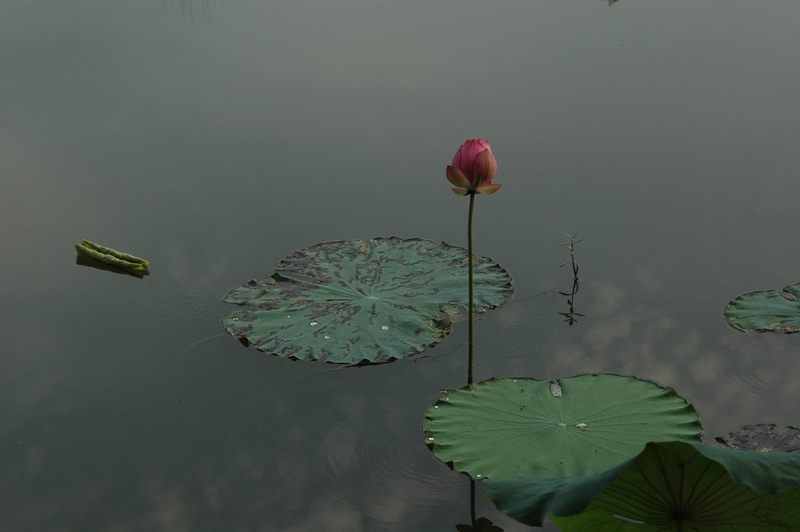 DSC03985.jpg