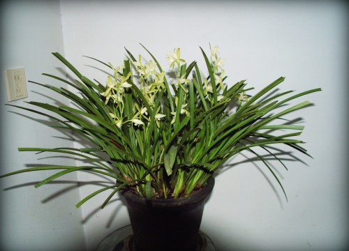 DSCF0010_conew2.JPG
