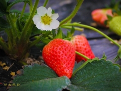 林海草莓采风